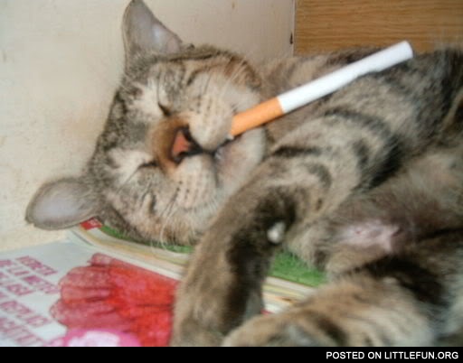 Cat with cigarette