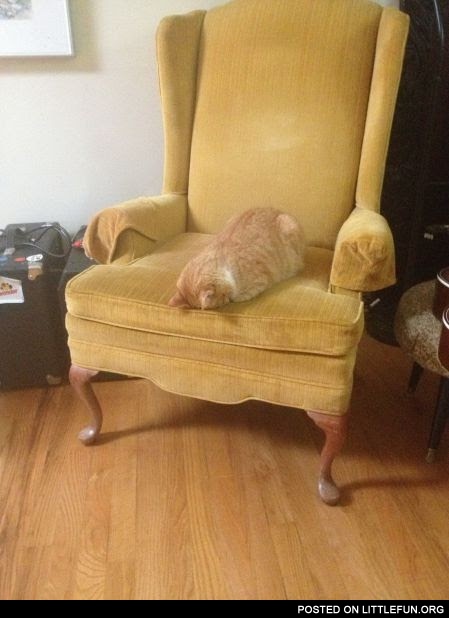 Sleeping cat