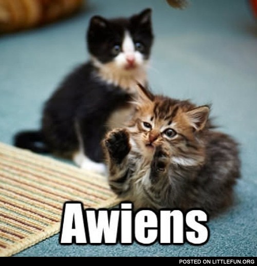 Aliens kitten