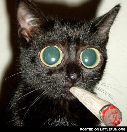 Pot kitten