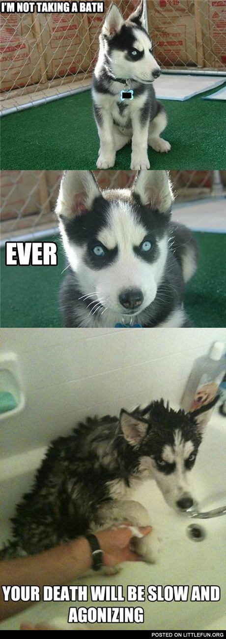Evil husky and bath
