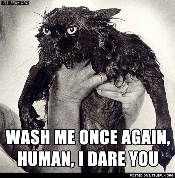 Wash me once again, human, I dare you