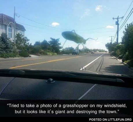 Grasshopper on my windshield