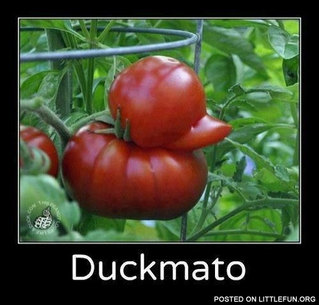 Duckmato