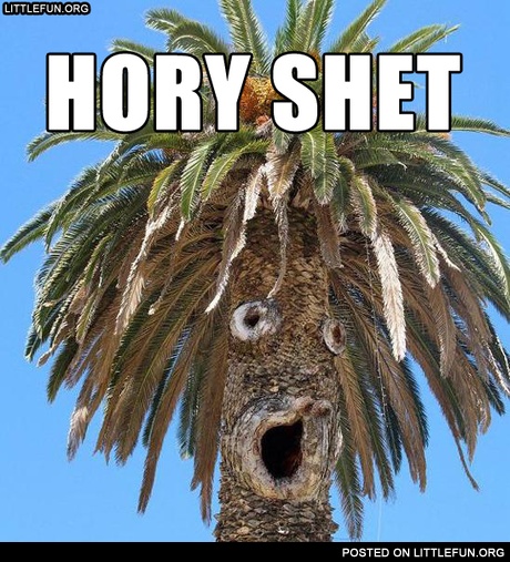 Hory shet palm