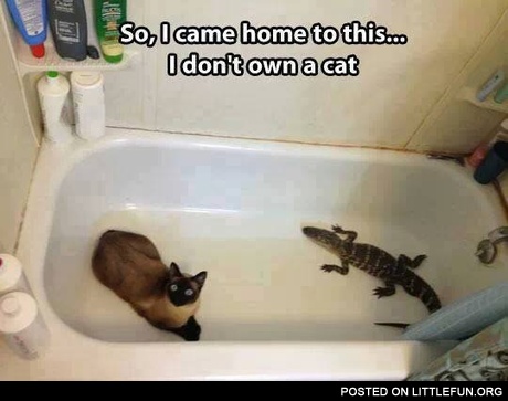 I don't own a cat