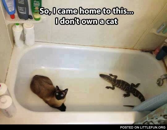 I don't own a cat