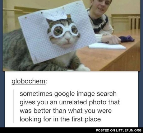 Funny cat