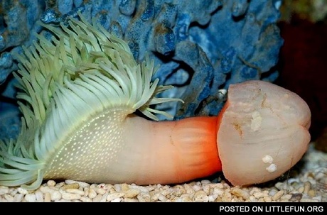 Weird sea creature