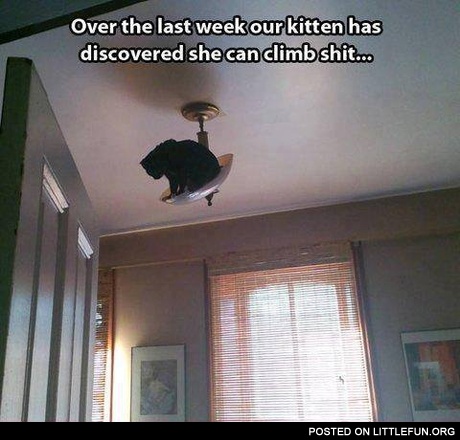Kitten and electrolier