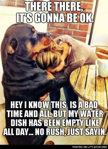 My water dish has been empty