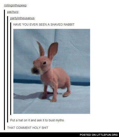 Shaved rabbit