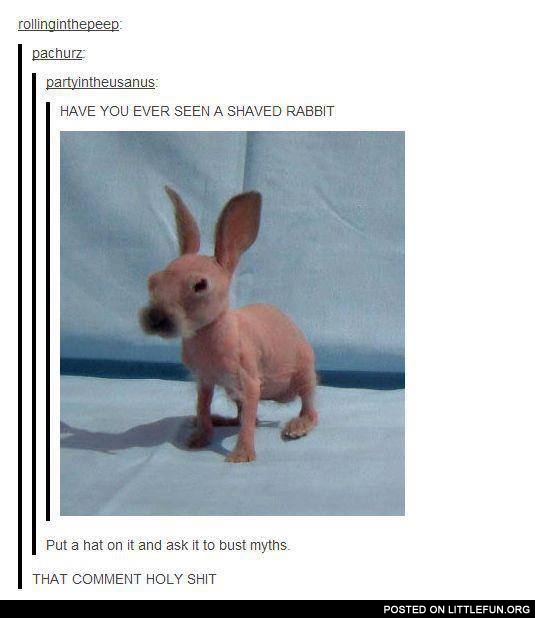 Shaved rabbit