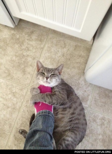 Love the cat's face