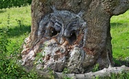 Owl tree