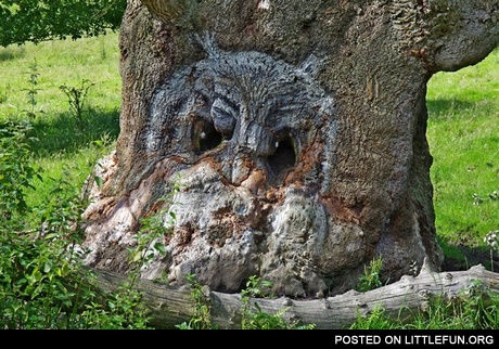 Owl tree