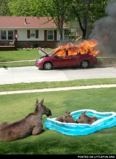 Some moose just like to watch the world burn
