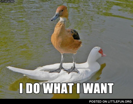 I do what I want. Boss duck.