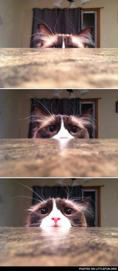 Cat begging for treats