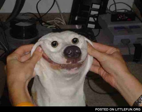 Smiling dog