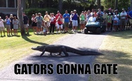 Gators gonna gate
