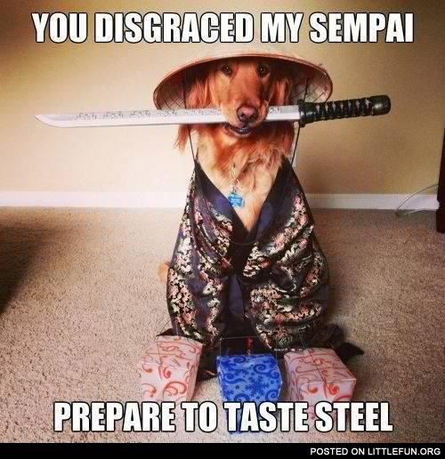Samurai dog