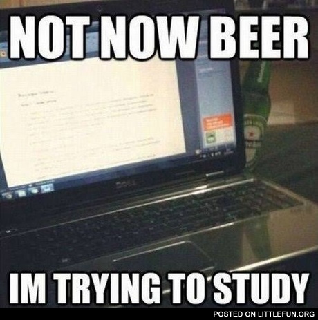 Not now bear, I'm trying to study