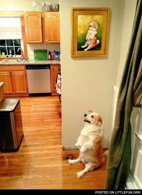 Dog's portrait