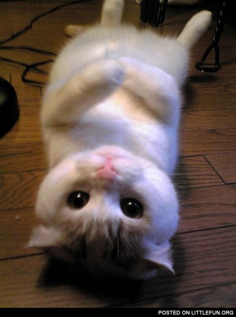 Cuteness overload. A fluffy cat.