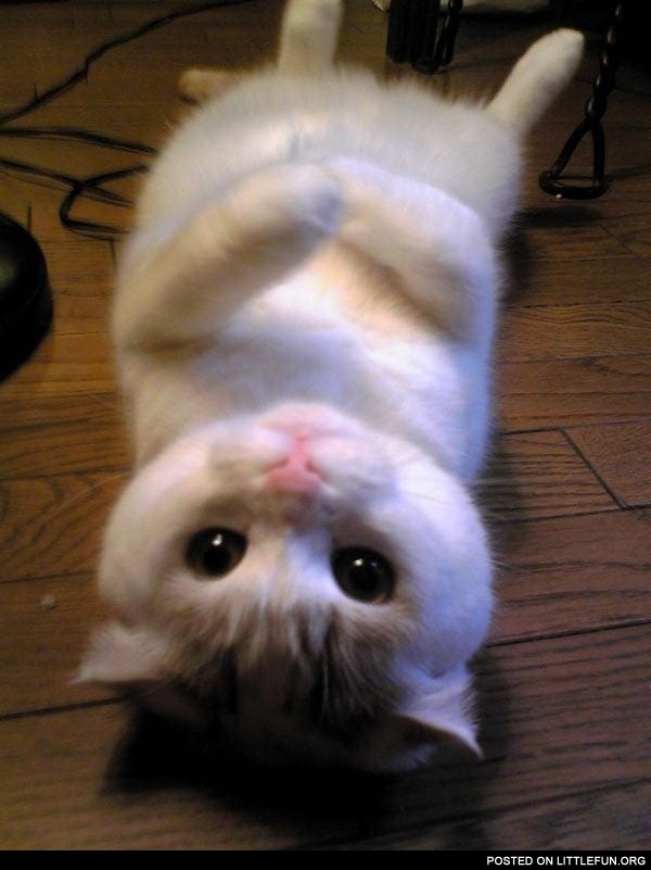 Cuteness overload. A fluffy cat.