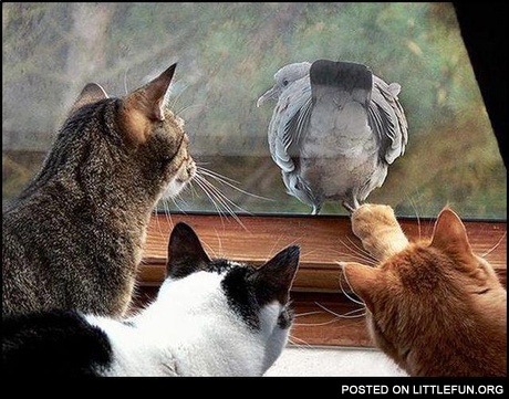 Pigeon troll