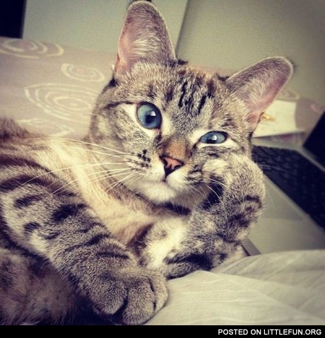 Casual cat
