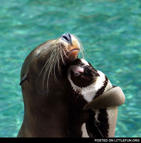 Seal and penguin