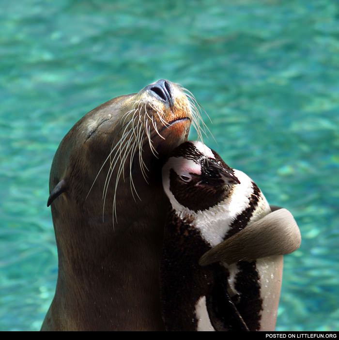 Seal and penguin
