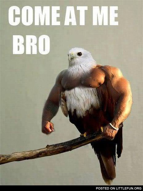 Come at me bro
