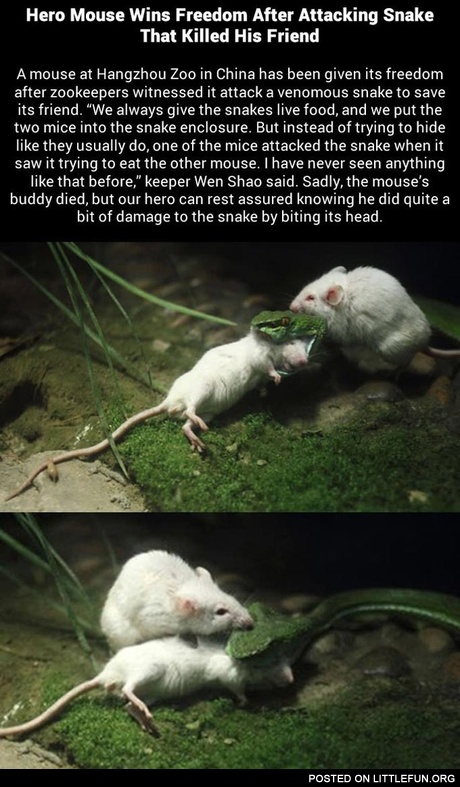 Mouse attacks snake to save pal