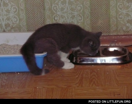 From the bowl to litter box