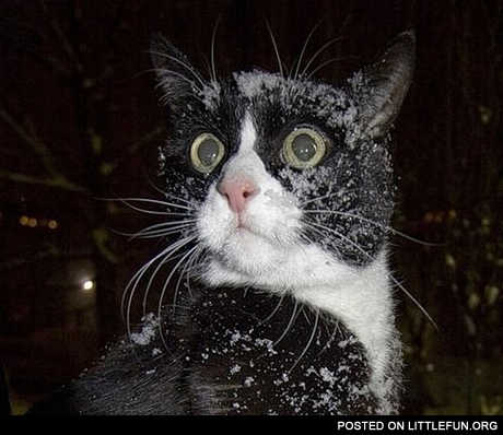 Shocked cat