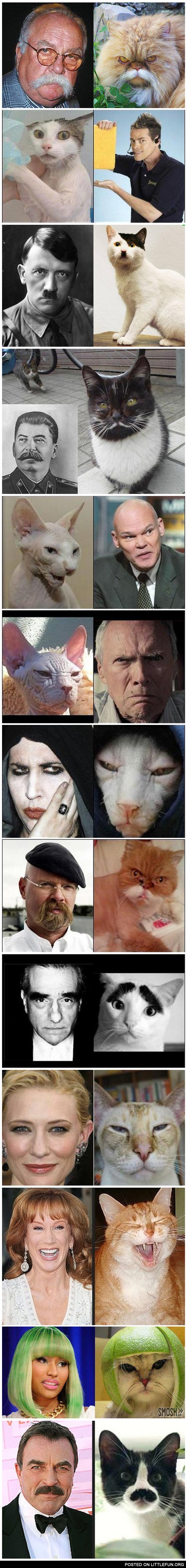 Cats That Look Like Celebrities