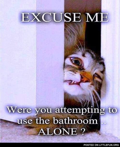 Excuse me cat