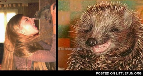 Evil hedgehog