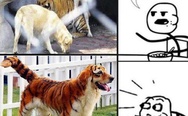 Dog + Tiger
