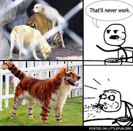 Dog + Tiger