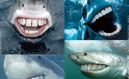 Sharks with human teeth