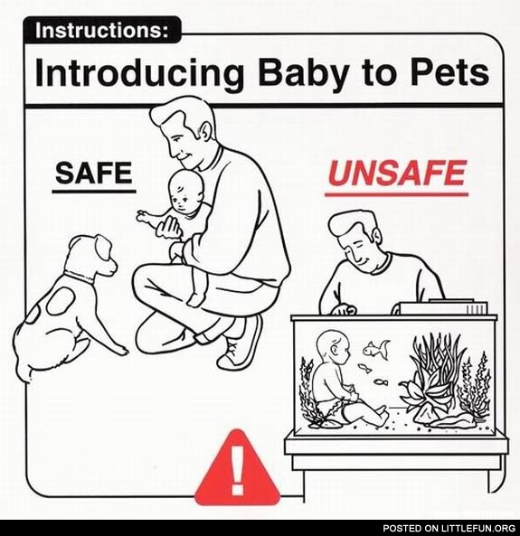 Introducing baby to pets