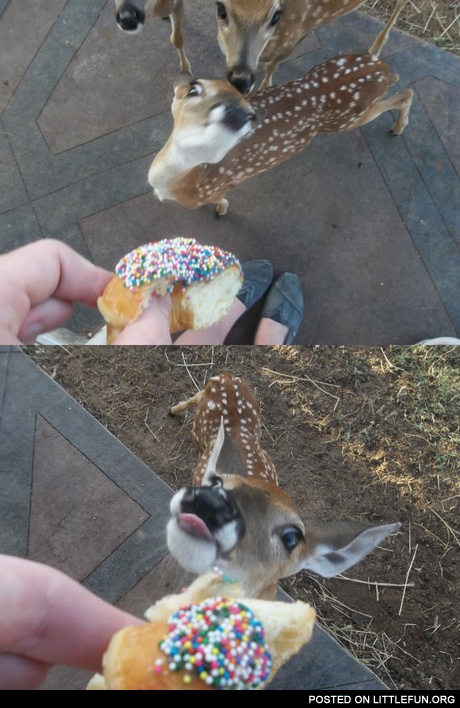 Deer likes donuts with sprinkles