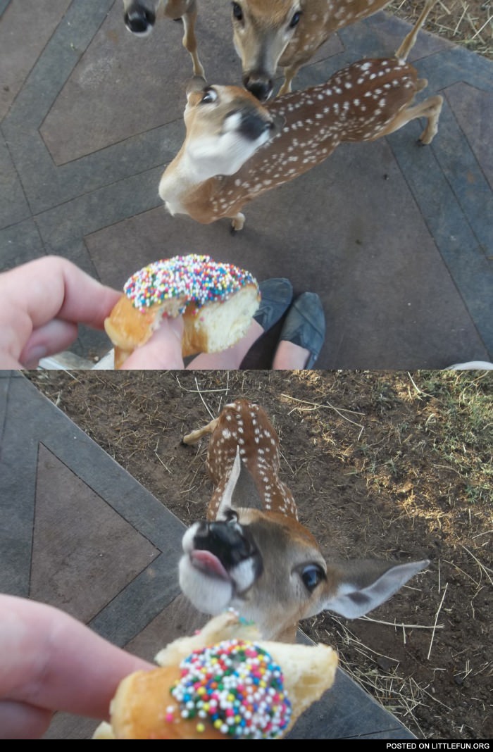 Deer likes donuts with sprinkles