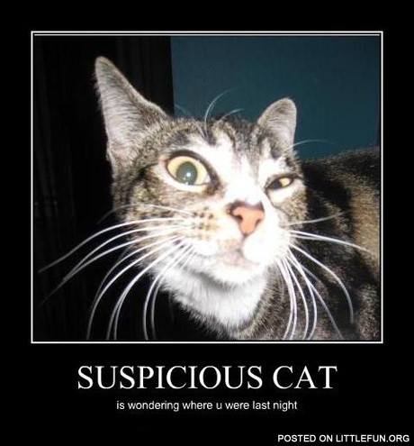 Suspicious cat