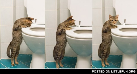 Weird cat