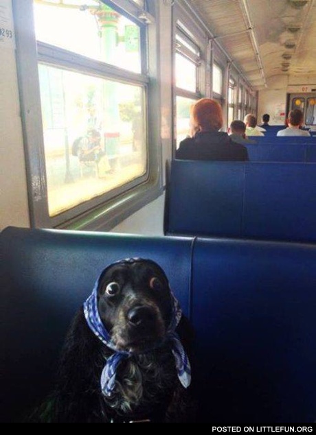 The dog have seen some sh*t
